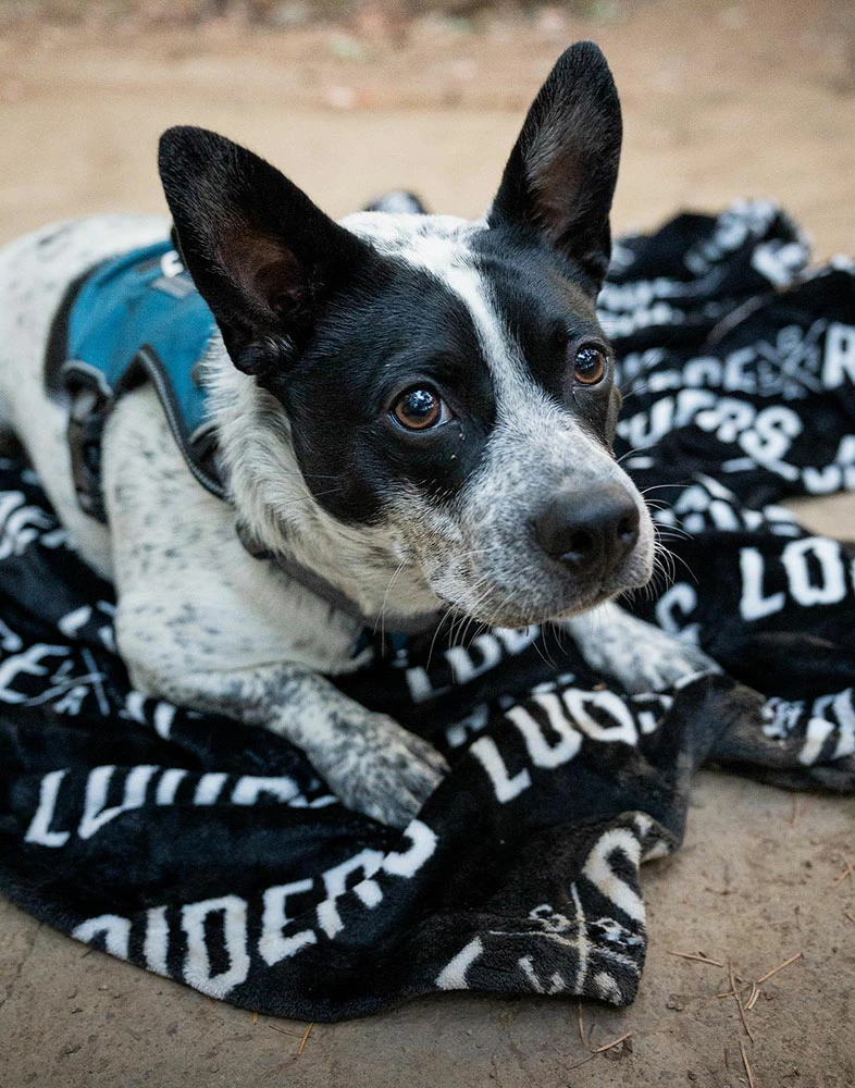 LOOSE RIDERS Bike Blanket 2 LOOSE RIDERS Bike Blanket – Image 2